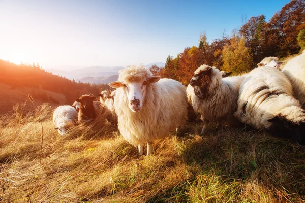 Mandria di pecore su un bellissimo prato di montagna — Foto Stock