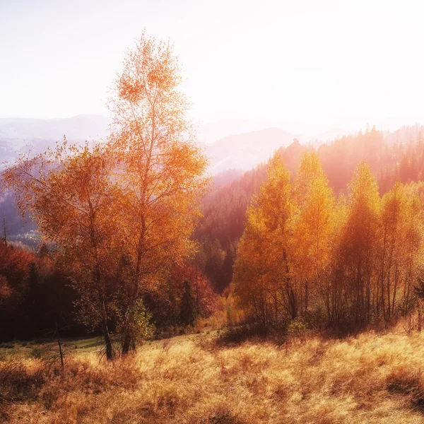 Podzimní krajina — Stock fotografie