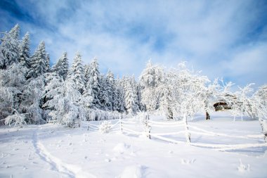Karla kaplı ağaçlarla kaplı güzel kış manzarası.