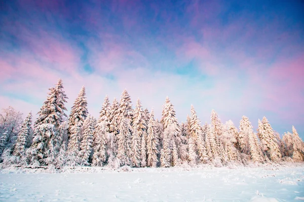 Arbre magique couvert de neige d'hiver — Photo