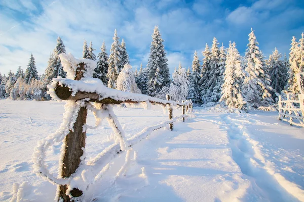 Karla kaplı ağaçlarla kaplı güzel kış manzarası. — Stok fotoğraf