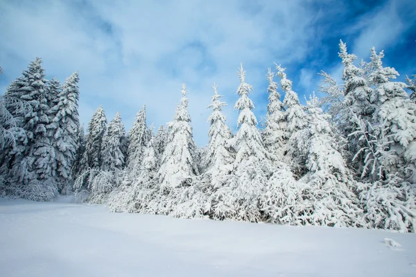 Árbol cubierto de nieve mágico invierno —  Fotos de Stock