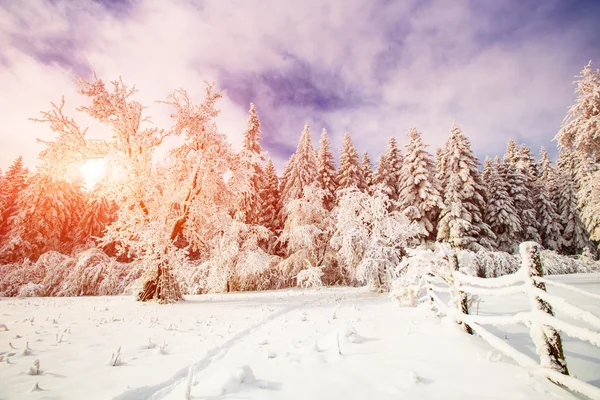 Inverno mágico neve árvore coberta — Fotografia de Stock