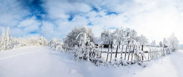 Trees in winter — Stock Photo, Image