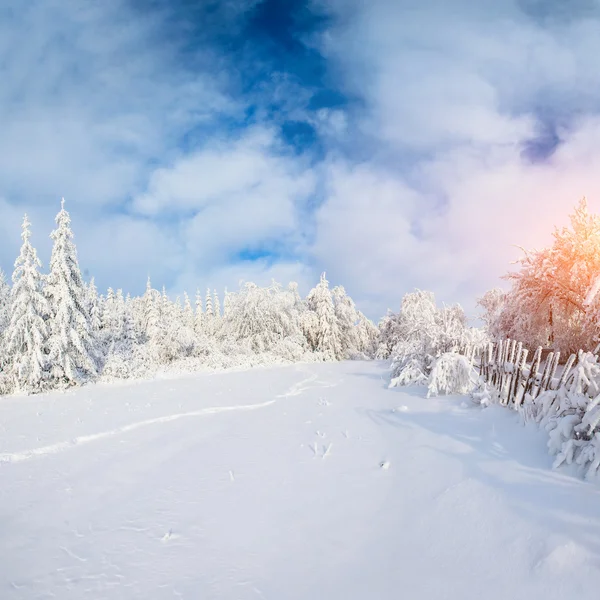 Träden på vintern — Stockfoto