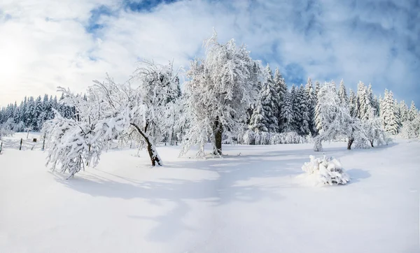 Árvores no inverno — Fotografia de Stock