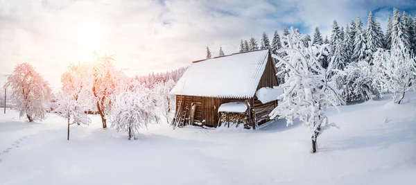 Trees in winter — Stock Photo, Image