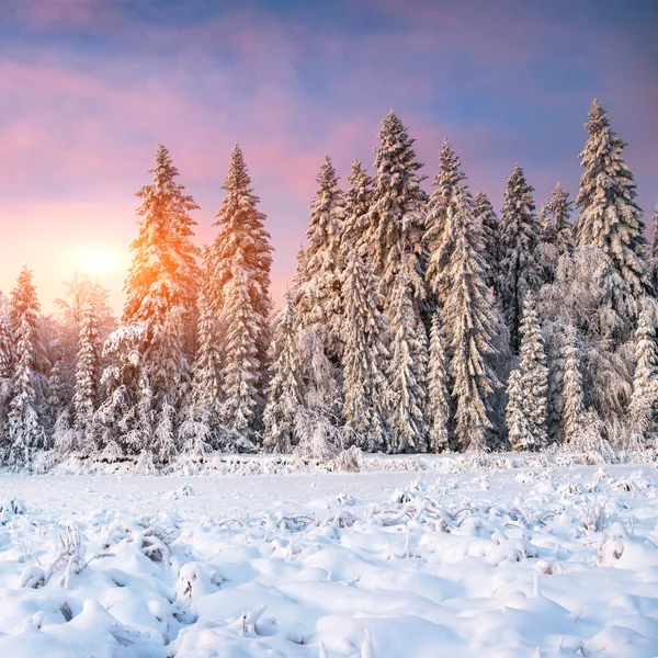 Magiska winte — Stockfoto