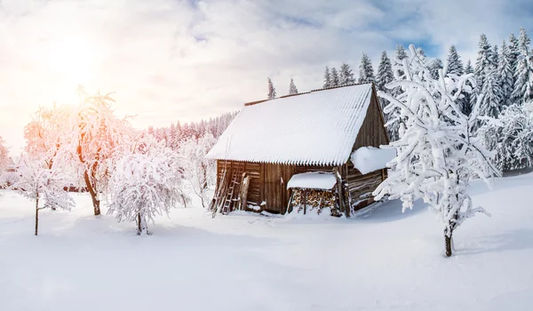 Árboles en invierno — Foto de Stock