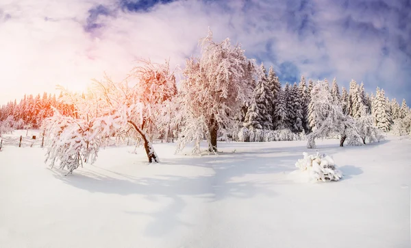 Alberi in inverno — Foto Stock