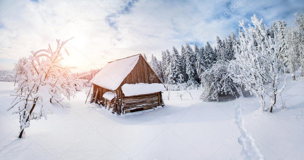 trees in winter