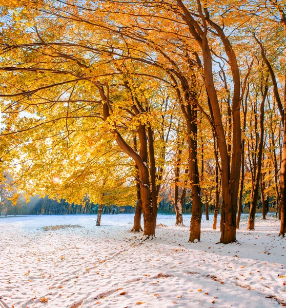 10 월 첫 번째 겨울 눈 산 너도 밤나무 숲 — 스톡 사진