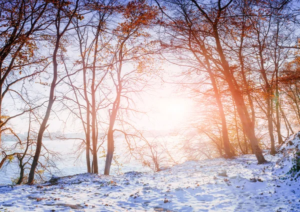Жовтневий гірський буковий ліс з першим зимовим снігом — стокове фото