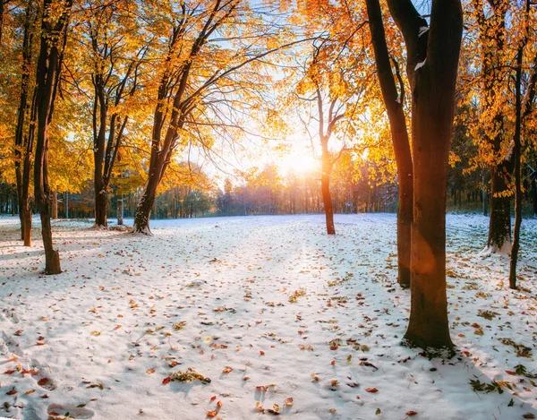 Октябрьский буковый лес с первым зимним снегом — стоковое фото