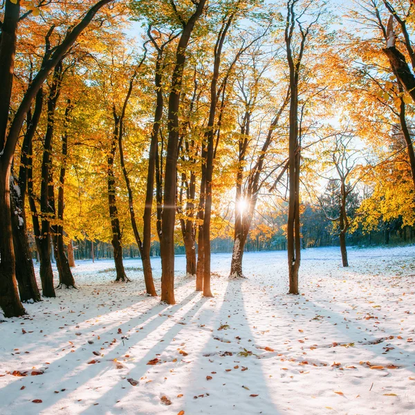 Octubre bosque de hayas de montaña con la primera nieve de invierno — Foto de Stock