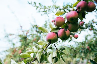 Olgun Kırmızı elma dalı 