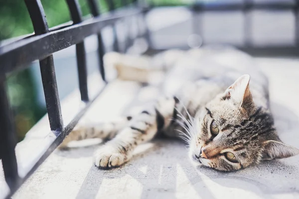 Bom gato — Fotografia de Stock