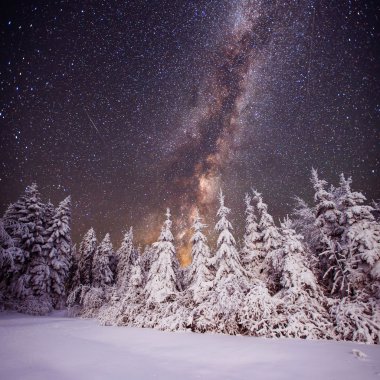 Yıldızlı gökyüzü ve ağaçlarda hoarfrost