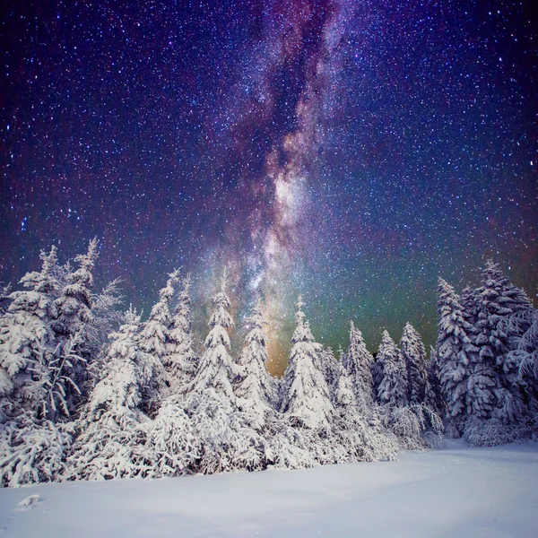 Starry sky and trees in hoarfrost — Stock Photo, Image