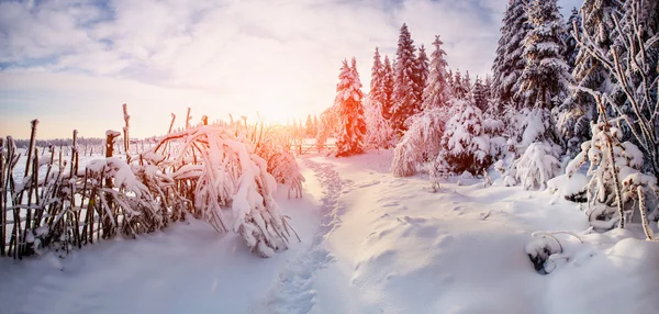 Bel arbre dans la neige par une journée ensoleillée d'hiver — Photo