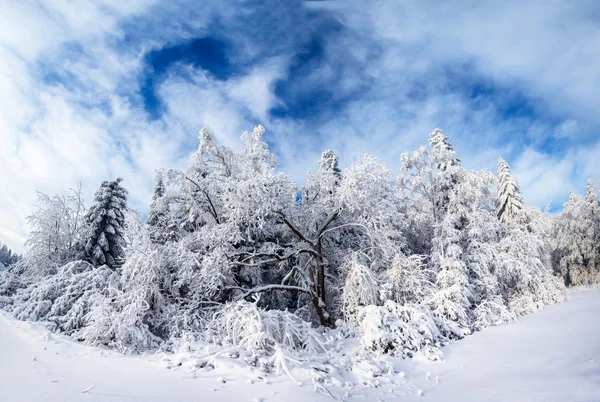 Hermoso árbol en la nieve en un día soleado de invierno — Foto de Stock