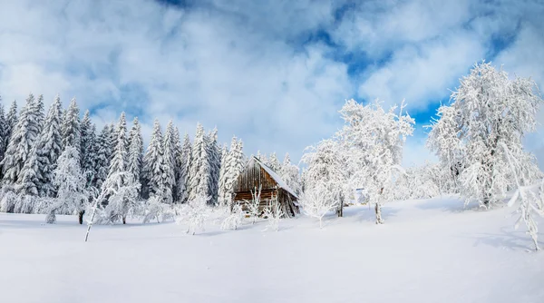 Árboles en invierno —  Fotos de Stock