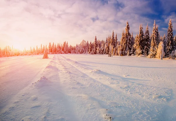 Winter landschap bomen in vorst — Stockfoto