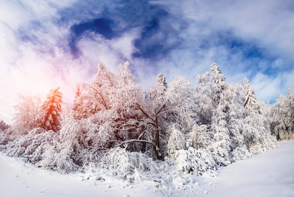 Красивое дерево в снегу в солнечный зимний день — стоковое фото
