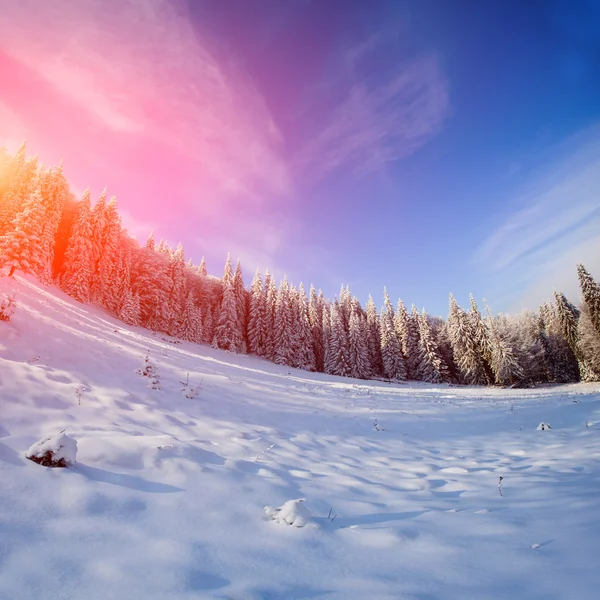 Traumhafter blauer Himmel und schneebedeckte Bäume in den Bergen — Stockfoto