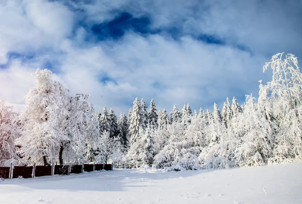 Bomen in de winter — Stockfoto