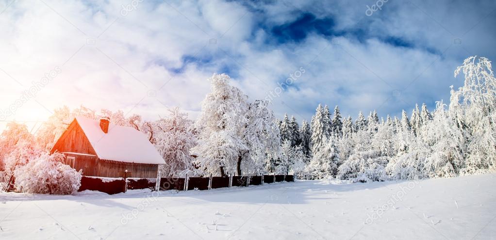 trees in winter