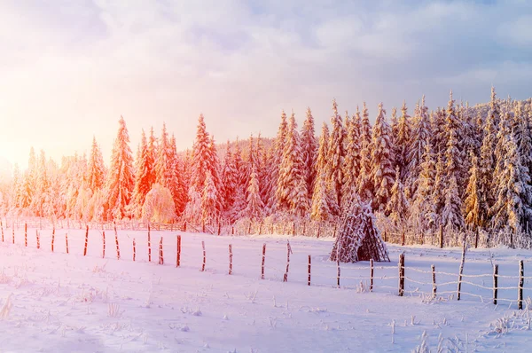 晴れた冬の日に雪の中で美しいツリー — ストック写真