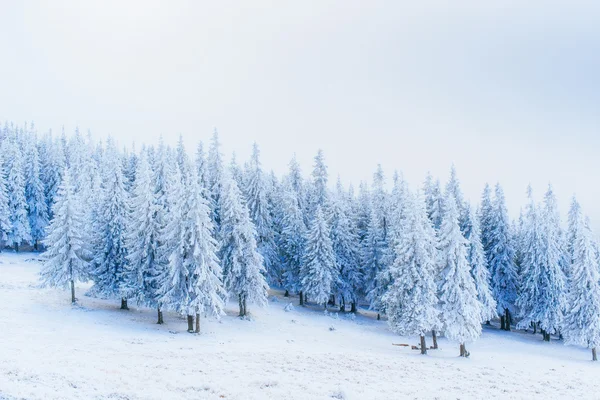Nádherná zimní krajina — Stock fotografie