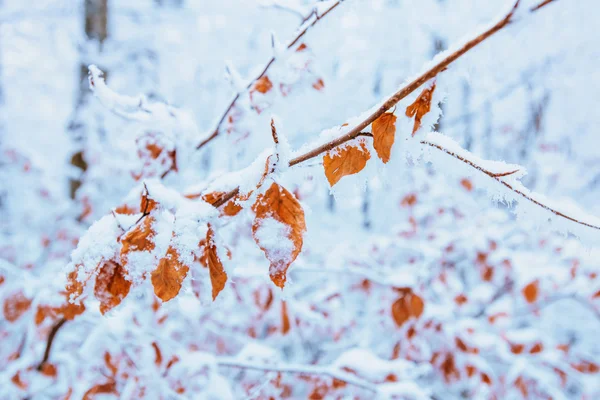 První sníh na podzimní listí — Stock fotografie