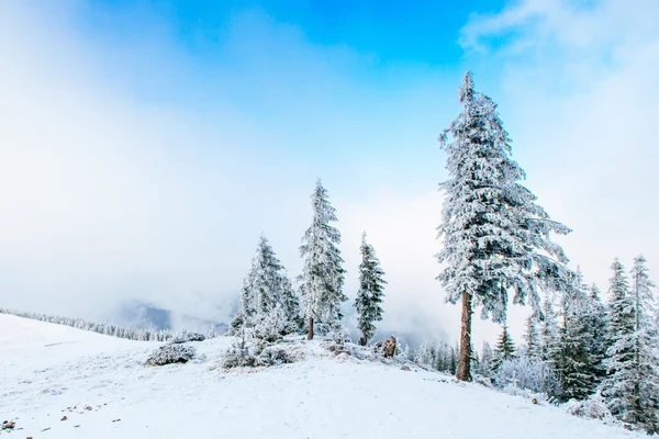 Maravilloso paisaje de invierno —  Fotos de Stock