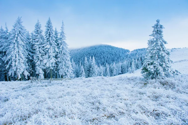 Geada em montanhas de inverno — Fotografia de Stock