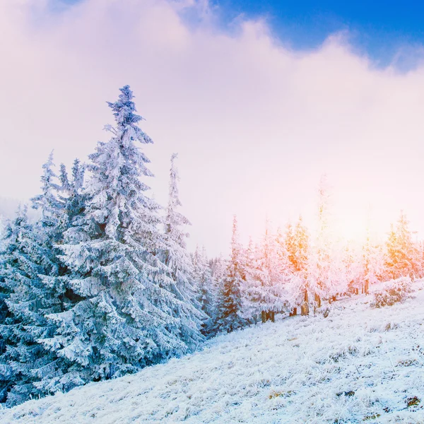 Winterlandschaftsbäume im Frost — Stockfoto