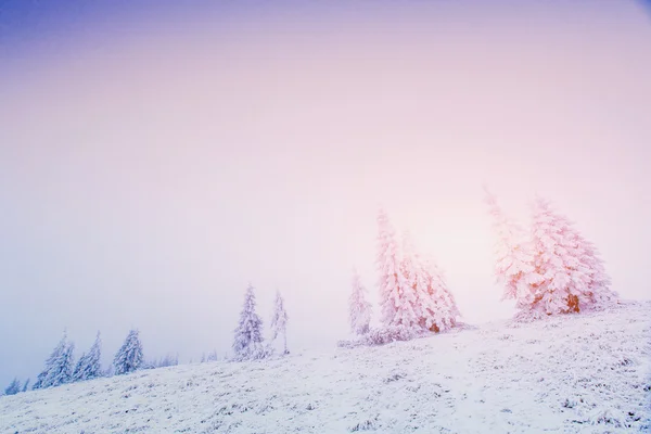 山の中の幻想的な霧 — ストック写真