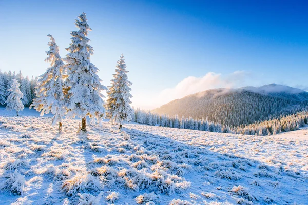 Magiske vinter sne dækket træ - Stock-foto