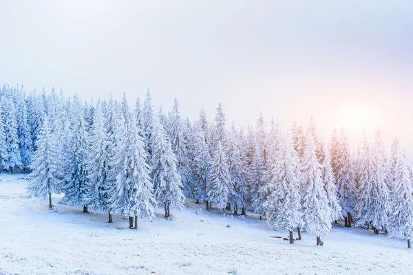 Geada em montanhas de inverno — Fotografia de Stock