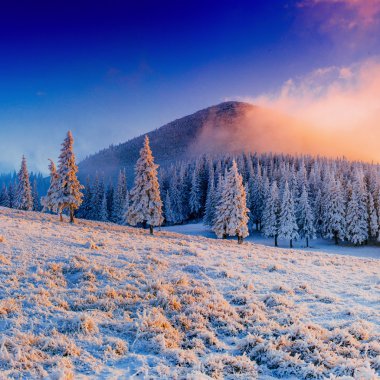 Kış manzara ağaçlar Frost