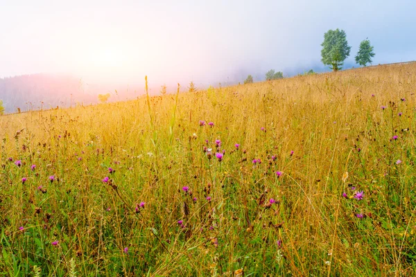 Campo de hierba en las montañas — Foto de Stock