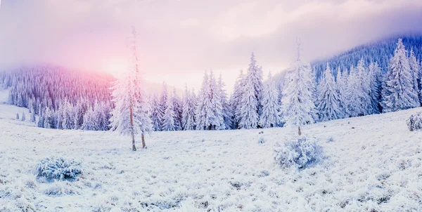 Alberi del paesaggio invernale in gelo — Foto Stock