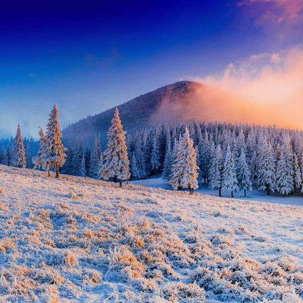 Alberi del paesaggio invernale in gelo — Foto Stock