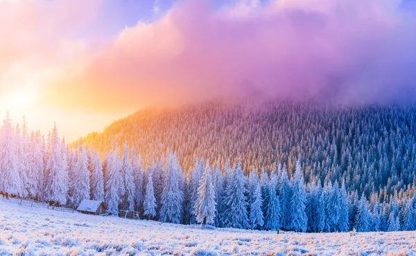 Зимние пейзажные деревья в мороз — стоковое фото