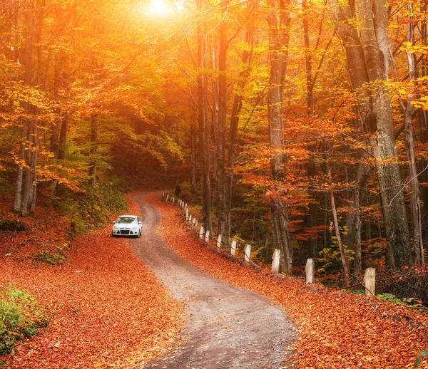 Araba bir orman yolu üzerinde — Stok fotoğraf