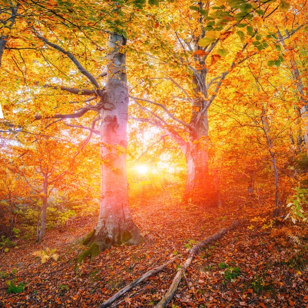 Herfstlandschap — Stockfoto