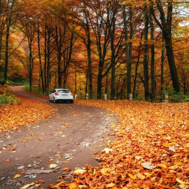 Araba bir orman yolu üzerinde 