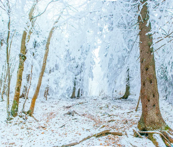 Sunny paesaggio invernale — Foto Stock