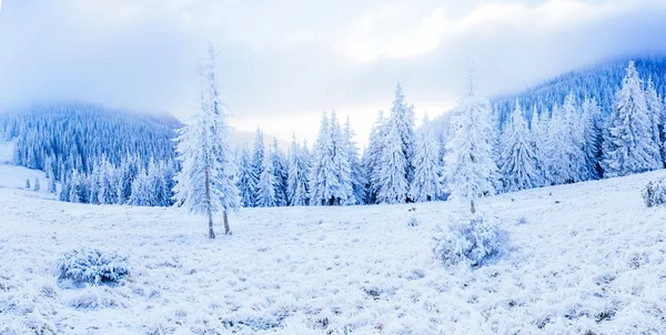 Inverno mágico neve árvore coberta — Fotografia de Stock